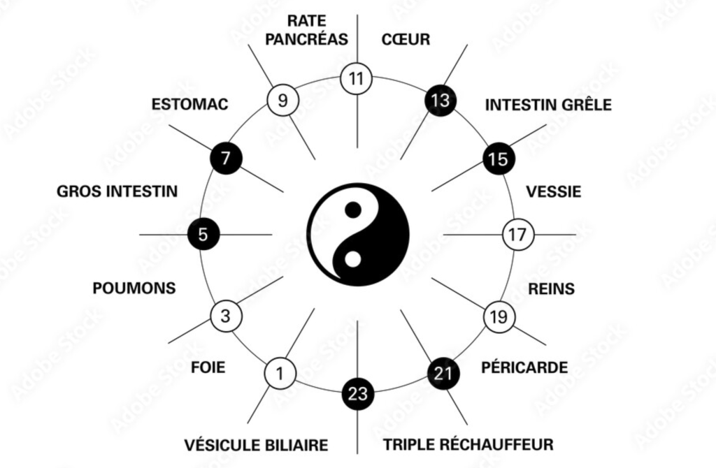 Le Cycle Génératif (Cycle Sheng)