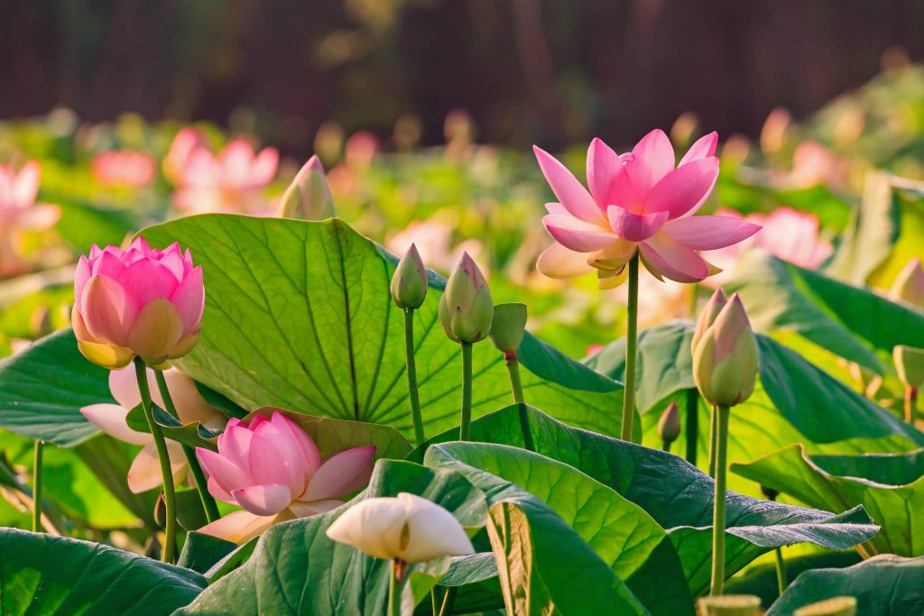hoa sen - lotus rose